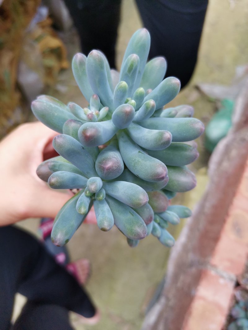 一箱54盆85元，可爱美丽，多肉辨像手指