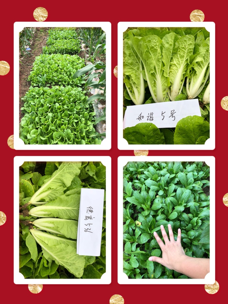 【🔥快菜种子】四季可种胶白快菜种子上市早熟嫩绿色帮宽帮白