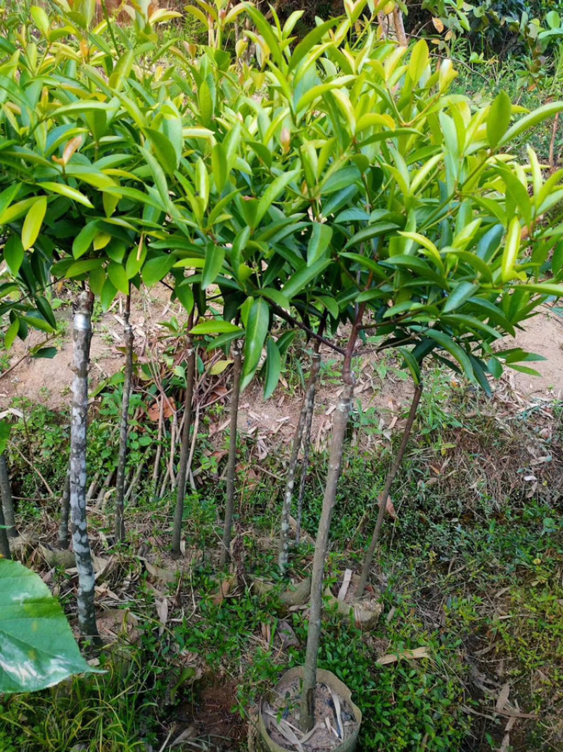 黄金山竹苗岭南山竹龙蒙子嫁接苗风景庭院种植