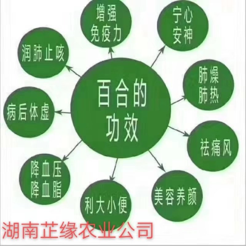 2020年鲜龙牙百合上市啦