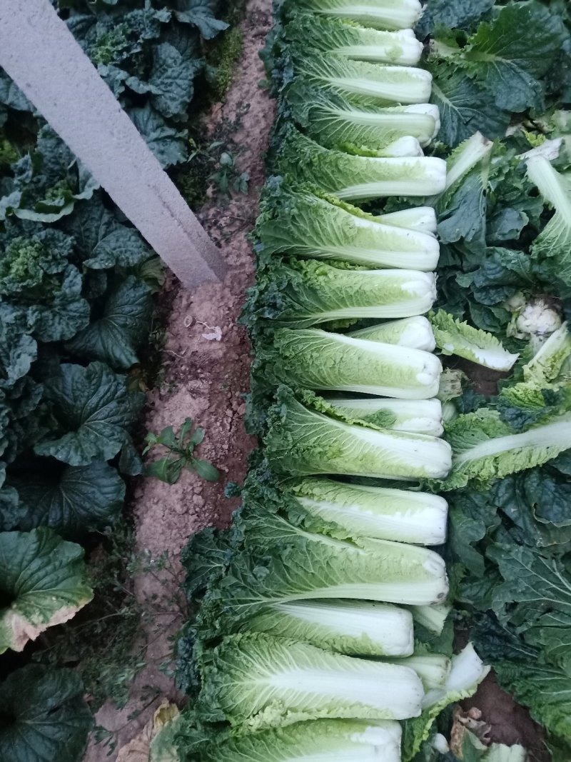 白菜