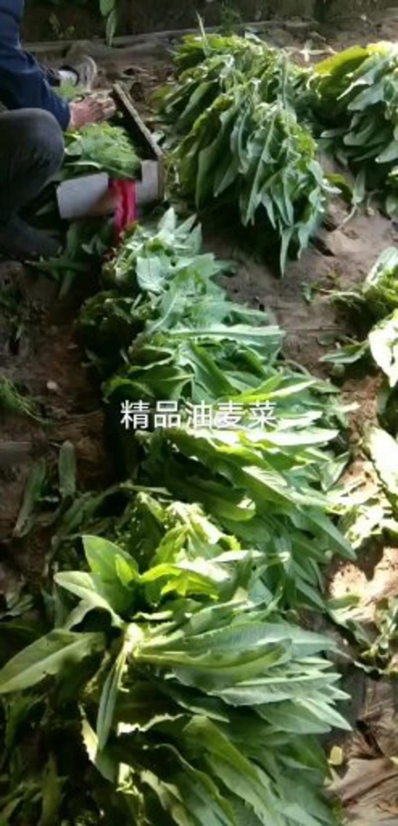 叶菜类，菠菜大量上市，产地，青海西宁湟中区
