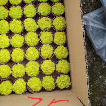黄金草用于盆景和绿化