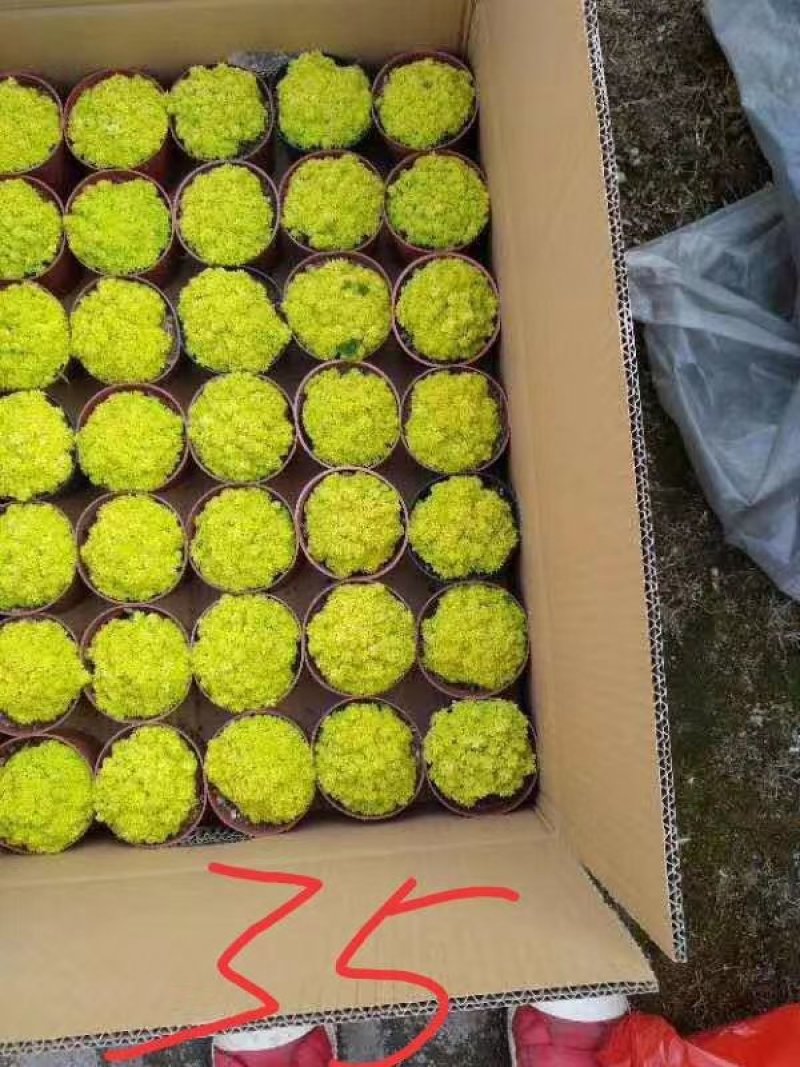 黄金草用于盆景和绿化