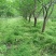 山杏树15-20公分100颗处理价格便宜