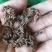 锦地罗、怎地罗，一朵芙蓉花，落地金钱，夜落金钱，文钱红