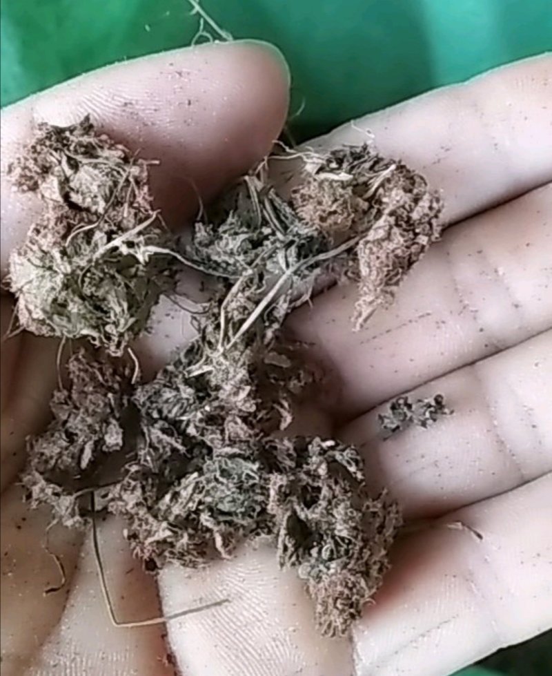 锦地罗、怎地罗，一朵芙蓉花，落地金钱，夜落金钱，文钱红