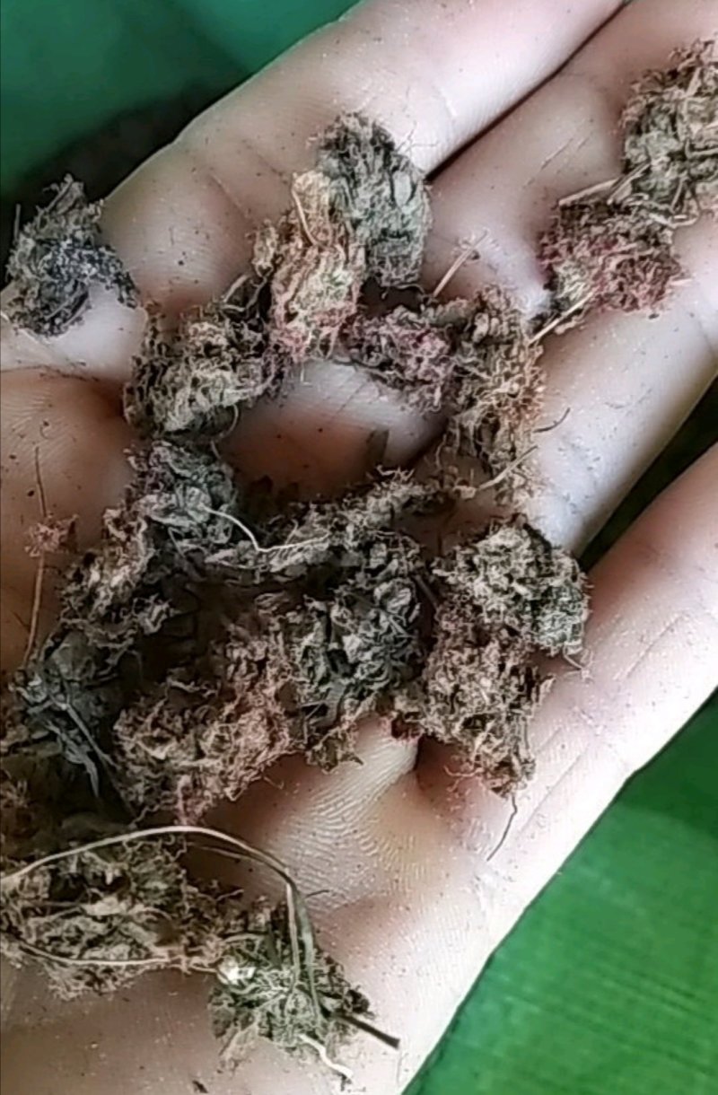 锦地罗、怎地罗，一朵芙蓉花，落地金钱，夜落金钱，文钱红