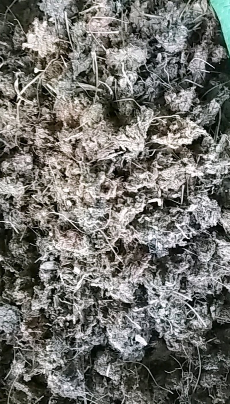锦地罗、怎地罗，一朵芙蓉花，落地金钱，夜落金钱，文钱红