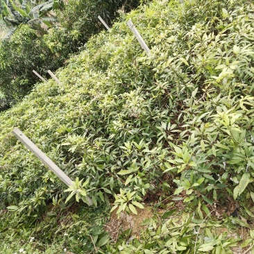 长期供应优质芒果苗：桂七芒