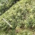 长期供应优质芒果苗：桂七芒