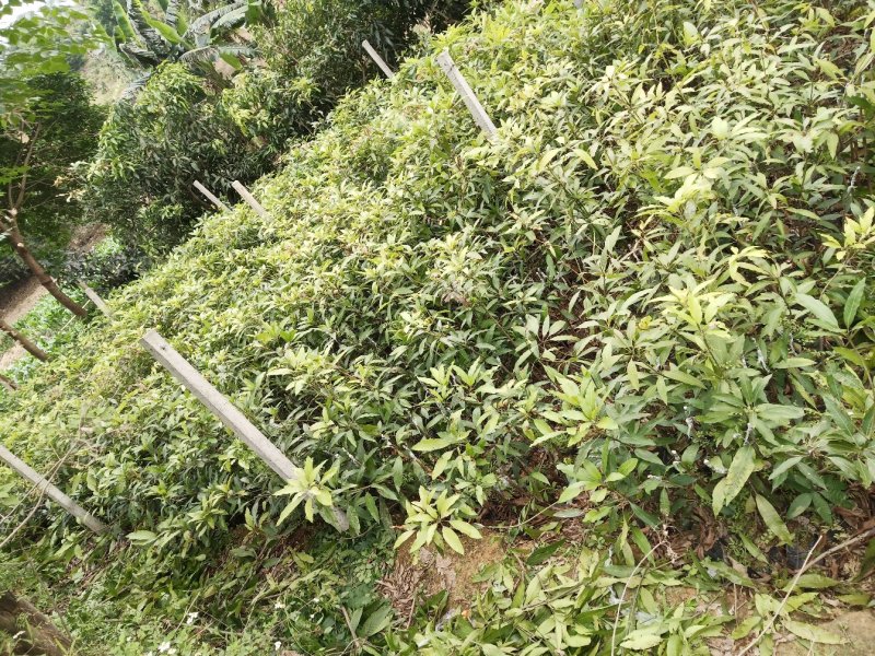 长期供应优质芒果苗：桂七芒