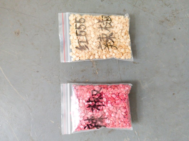 精播机，种植播种机器，大小精播机，菠菜，辣椒，油菜，等等