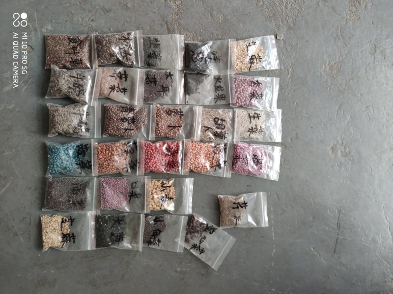 精播机，种植播种机器，大小精播机，菠菜，辣椒，油菜，等等