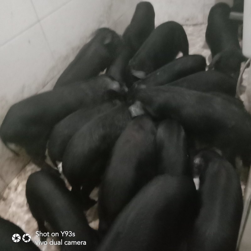 小猪，黑猪，土猪量大从优