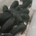 小猪，黑猪，土猪量大从优