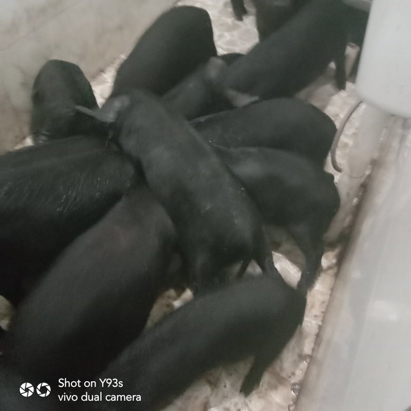 小猪，黑猪，土猪量大从优