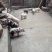 小猪，黑猪，土猪量大从优