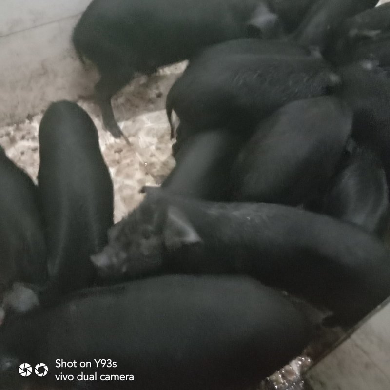 小猪，黑猪，土猪量大从优