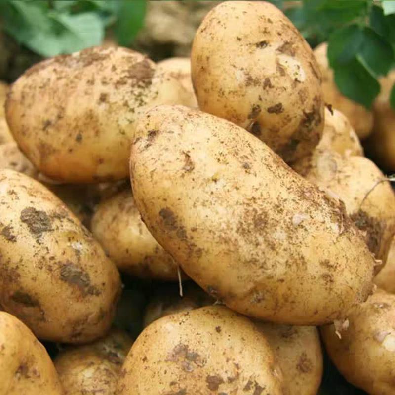 精品电商土豆黄心黄皮，电商，市场万亩基地，货源充足