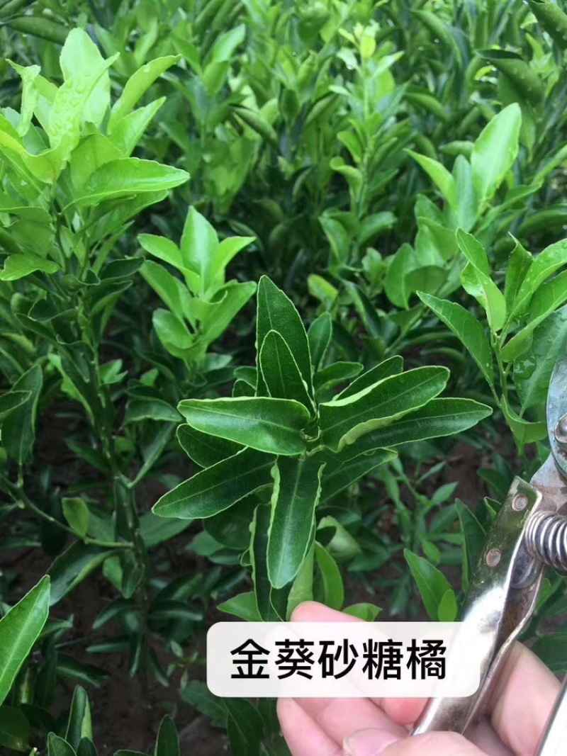 爱媛38，精品果苗！！！！！。。。。。。。。。。
