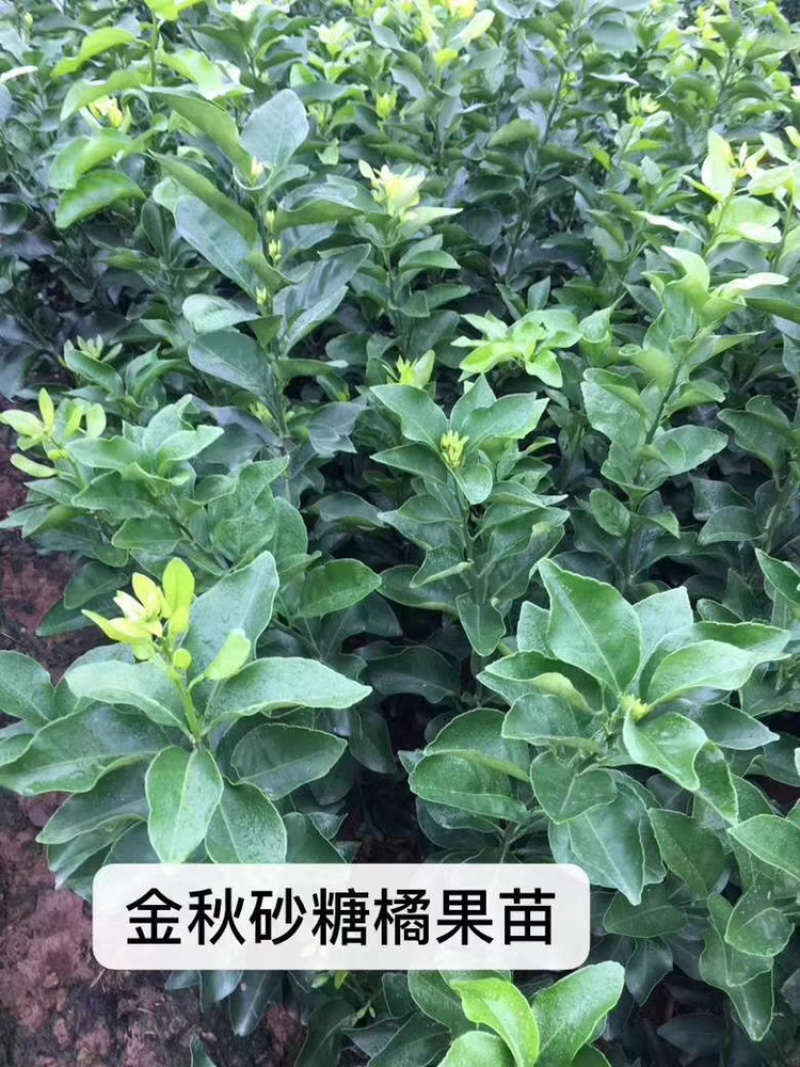 爱媛38，精品果苗！！！！！。。。。。。。。。。