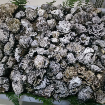 新鲜干巴菌，长期有货，量大从优！