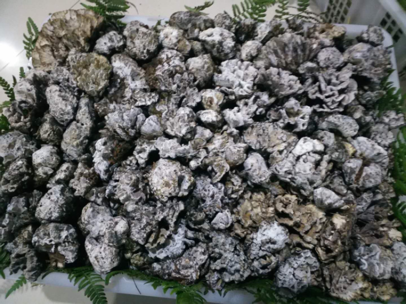 新鲜干巴菌，长期有货，量大从优！