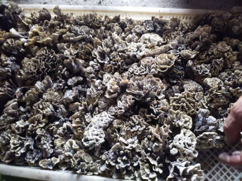 新鲜干巴菌，长期有货，量大从优！