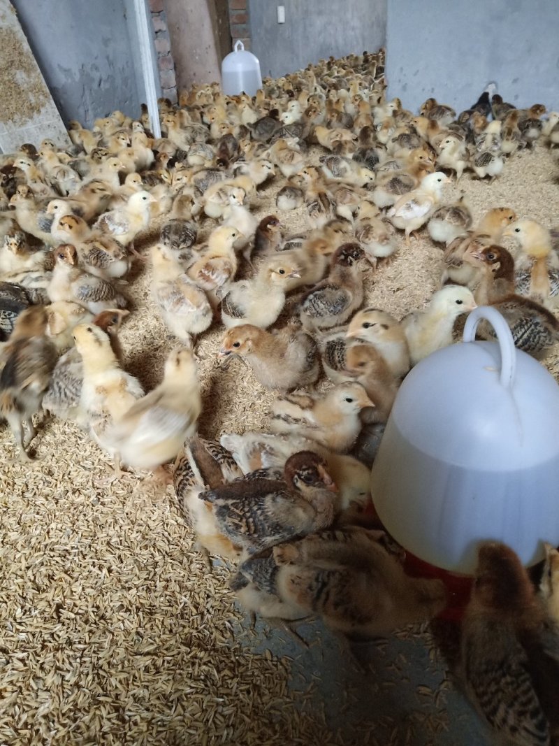 本地土鸡苗，淮南王土鸡苗，红瑶土鸡苗，脱温苗