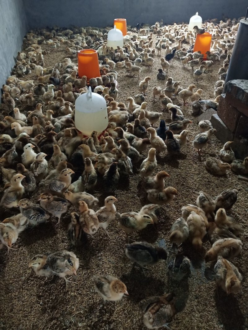 本地土鸡苗，淮南王土鸡苗，红瑶土鸡苗，脱温苗