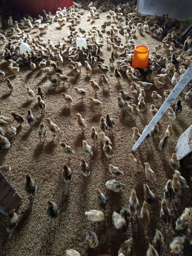 本地土鸡苗，淮南王土鸡苗，红瑶土鸡苗，脱温苗