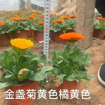 金盏菊时令草花可视频看货支持线上保障交易