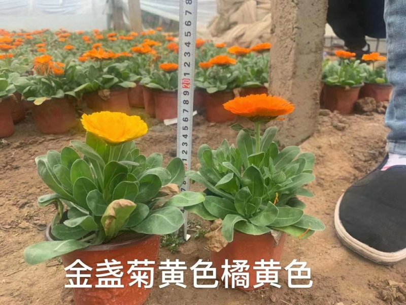 金盏菊时令草花可视频看货支持线上保障交易