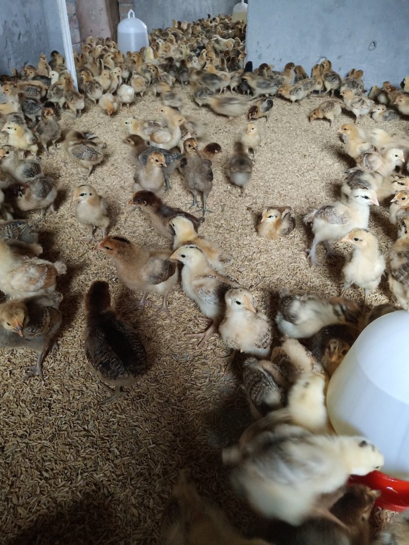 淮南王土鸡苗，本地土鸡苗，红瑶土鸡苗，脱温苗