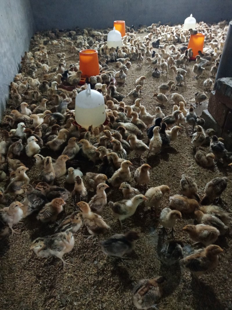 淮南王土鸡苗，本地土鸡苗，红瑶土鸡苗，脱温苗