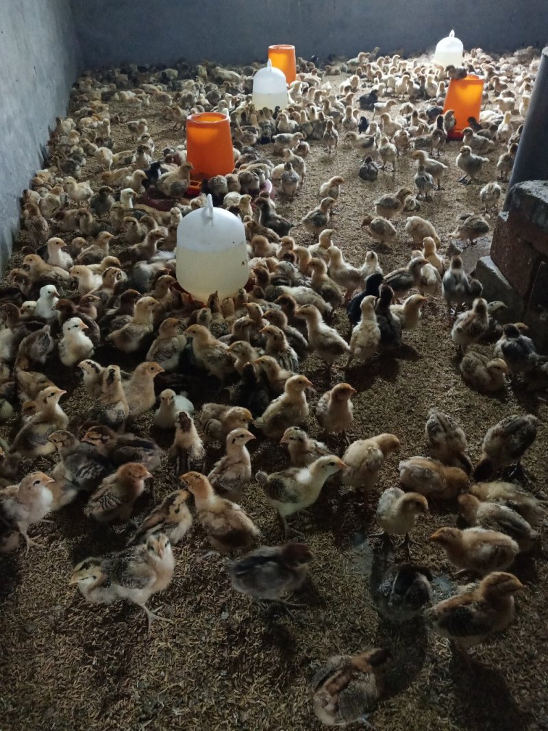 淮南王土鸡苗，本地土鸡苗，红瑶土鸡苗，脱温苗