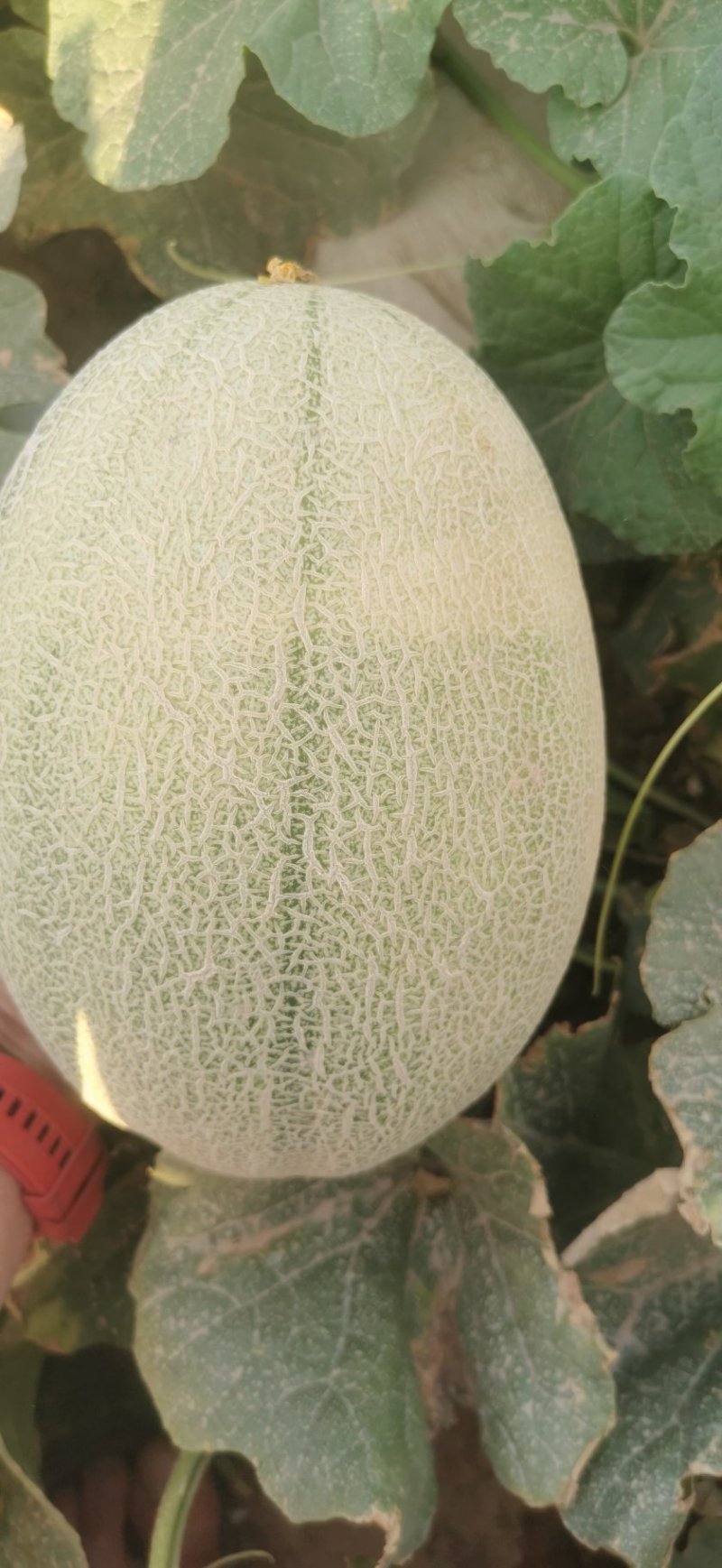 【热销】新疆哈密瓜西州蜜17号金色年华金蜜王西州蜜瓜