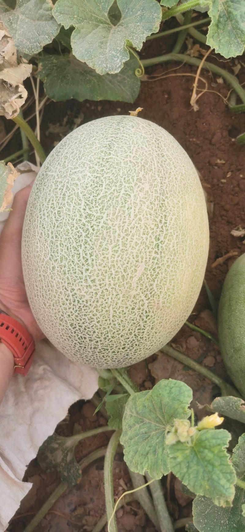 【热销】新疆哈密瓜西州蜜17号金色年华金蜜王西州蜜瓜