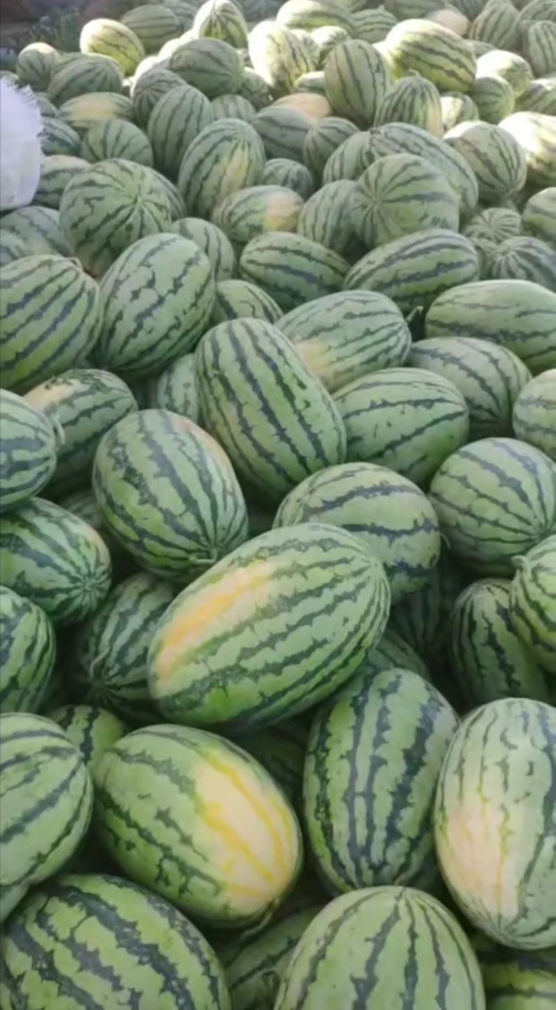 大量供货【徐哥】新彊安农2号西瓜俗称炮蛋瓜个头大甜度高