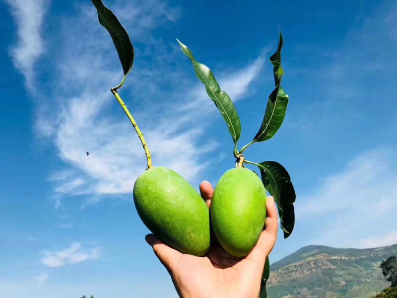 椰香芒果