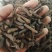荜茇，进口大、中、小荜茇，海南小荜茇，货好干度好颜色漂亮