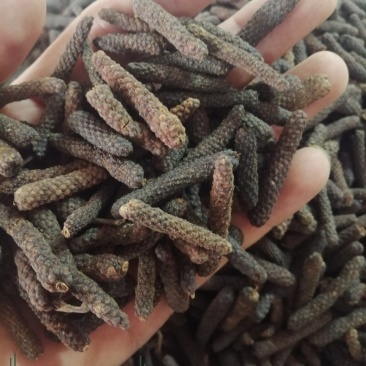 荜茇，进口大、中、小荜茇，海南小荜茇，货好干度好颜色漂亮