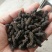 荜茇，进口大、中、小荜茇，海南小荜茇，货好干度好颜色漂亮