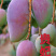大贵妃芒果