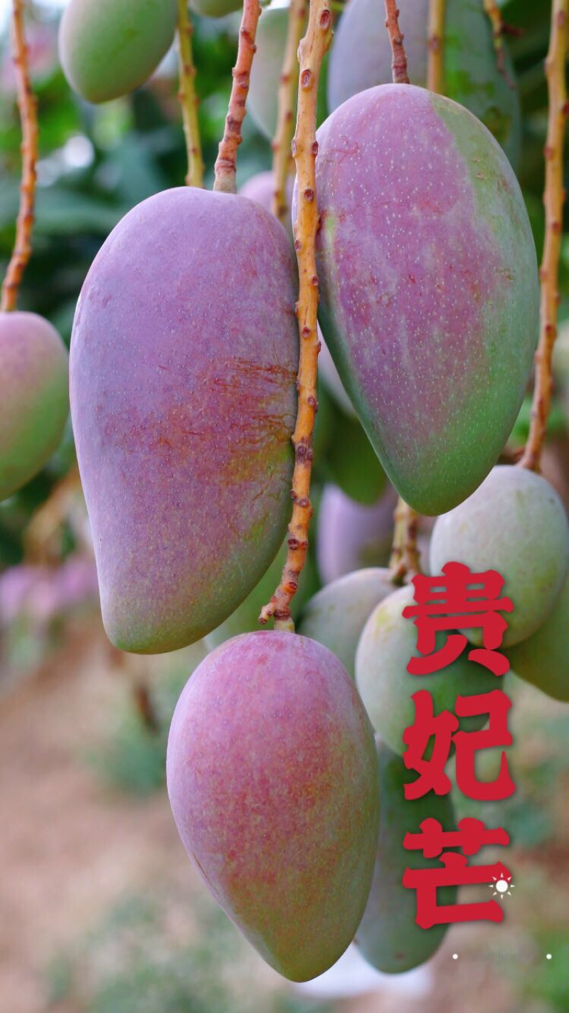 大贵妃芒果