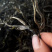 普洱无量山生态茶古树茶