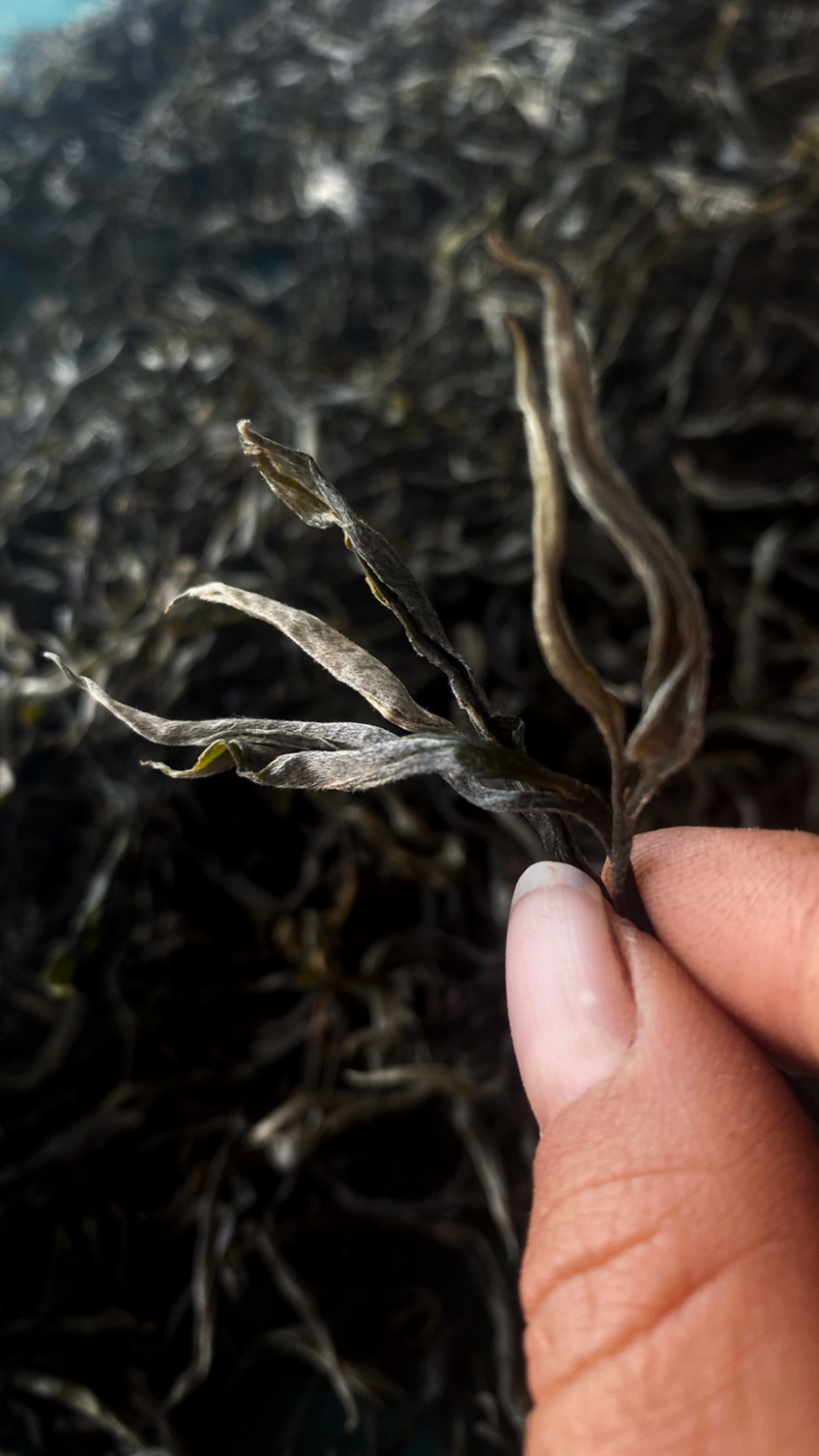 普洱无量山生态茶古树茶