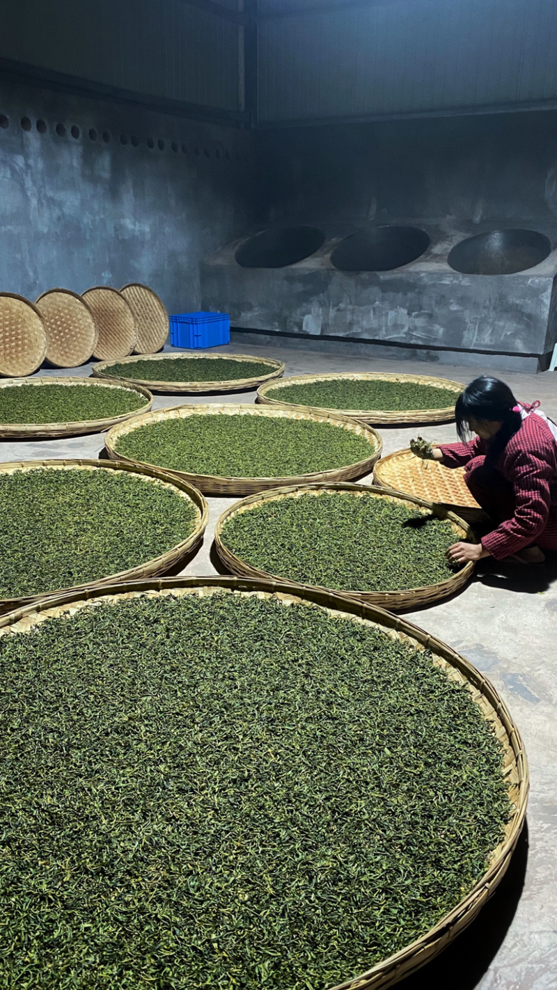 普洱无量山生态茶古树茶