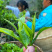 普洱无量山生态茶古树茶